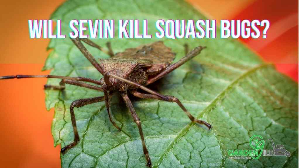 Will Sevin kill squash bugs