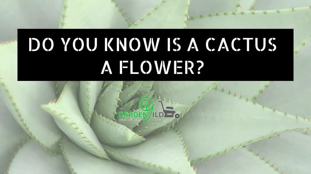 Do You Know Is A Cactus A Flower