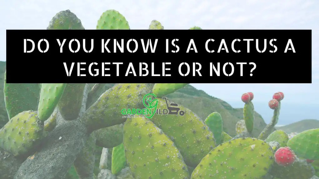 Do You Know Is A cactus a vegetable Or Not