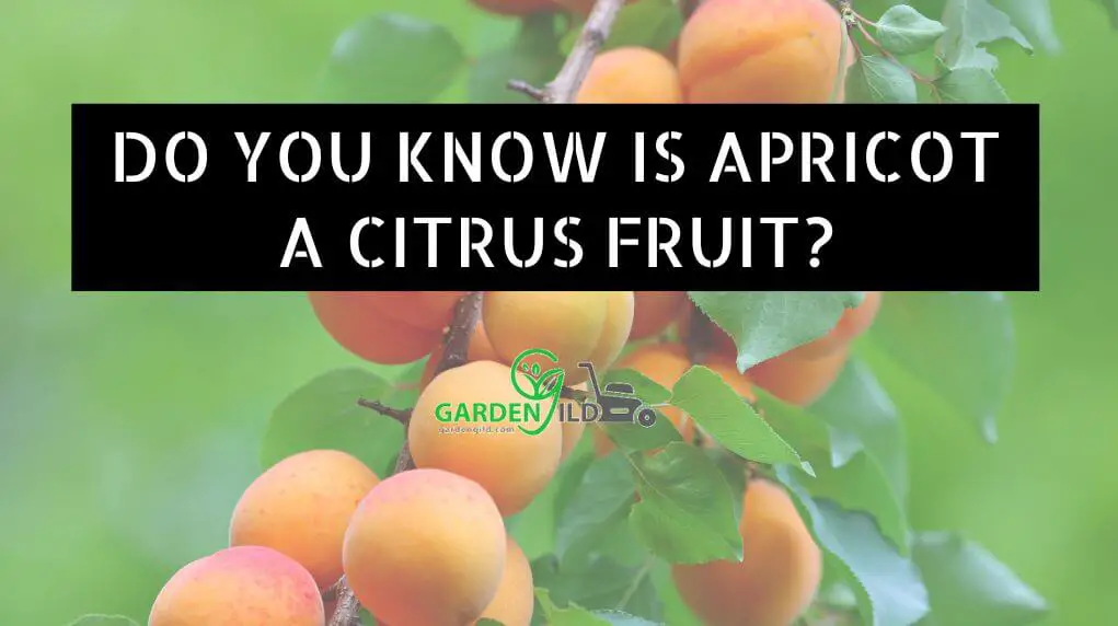 Do You Know Is Apricot A Citrus Fruit