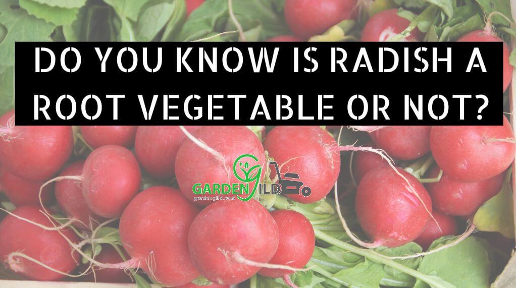 Do You Know Is Radish A Root Vegetable Or Not