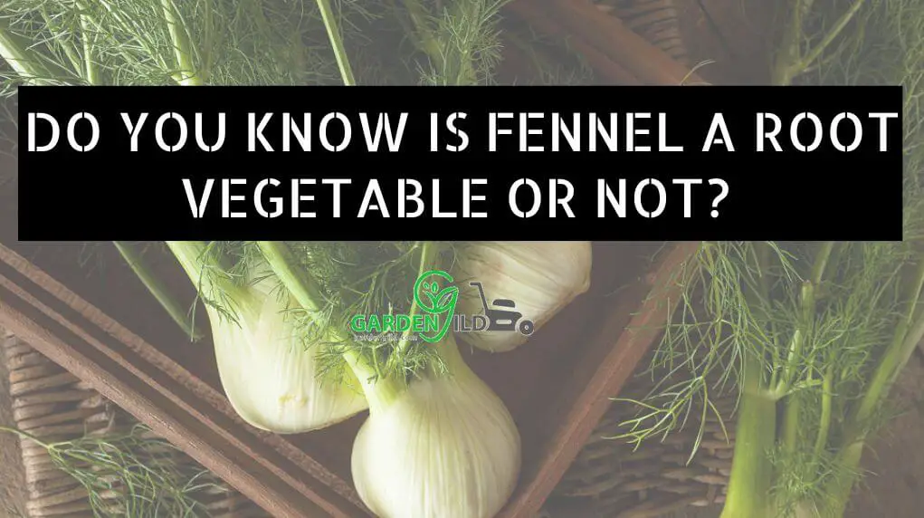Do You Know Is fennel a root vegetable Or Not