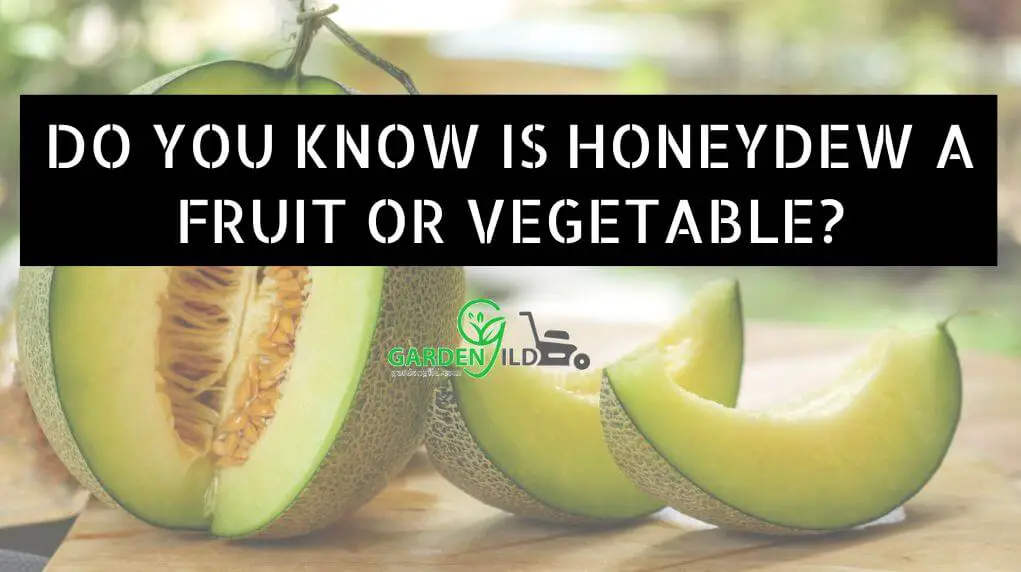 Do You Know Is honeydew a fruit or vegetable