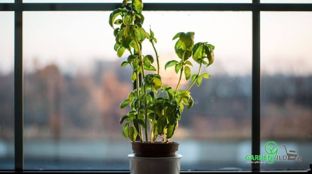 How to cultivate basil