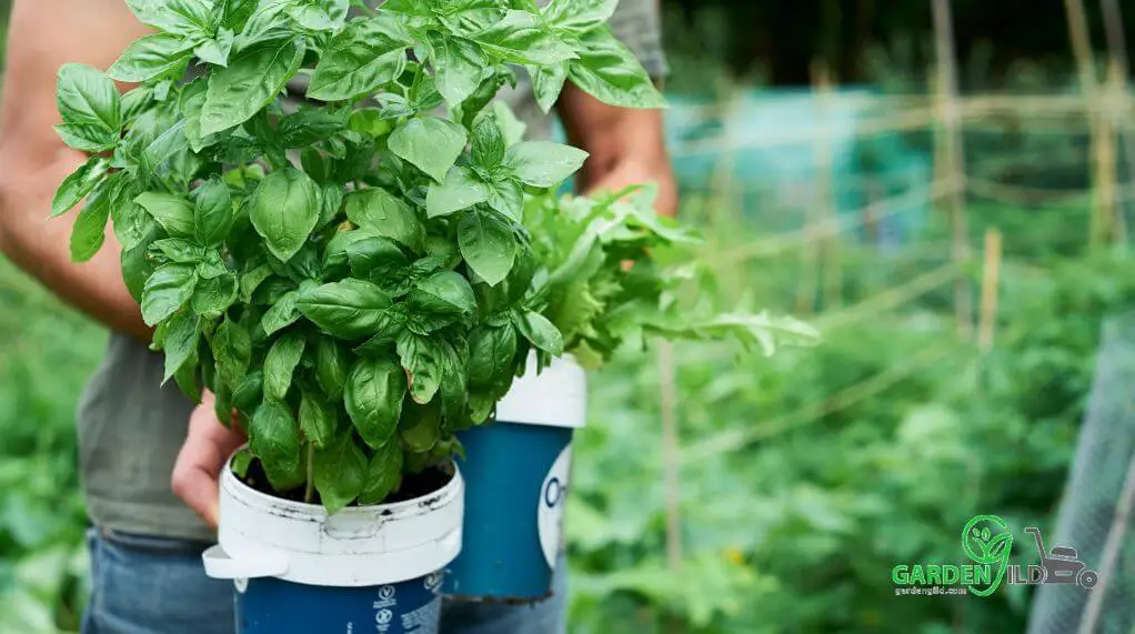 Man holding a pot with fresh basil. Blurred background. Is Basil a Vegetable, fruit or herb? 