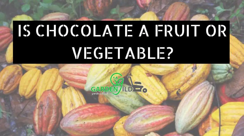 Is chocolate a fruit or vegetable