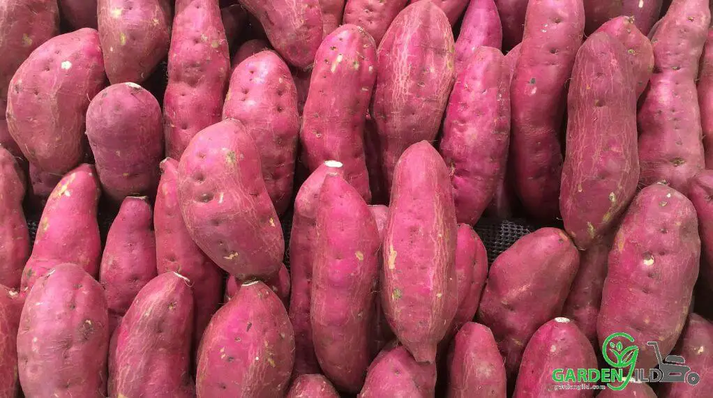Is sweet potato the healthiest vegetable