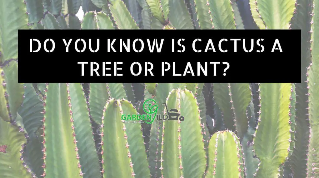 do you know Is Cactus a Tree or plant