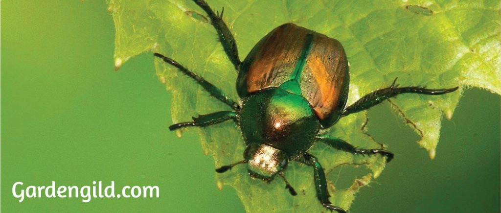 Are Japanese beetle Really Blind?