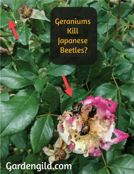 Do-Geraniums-Kill-Japanese-Beetles