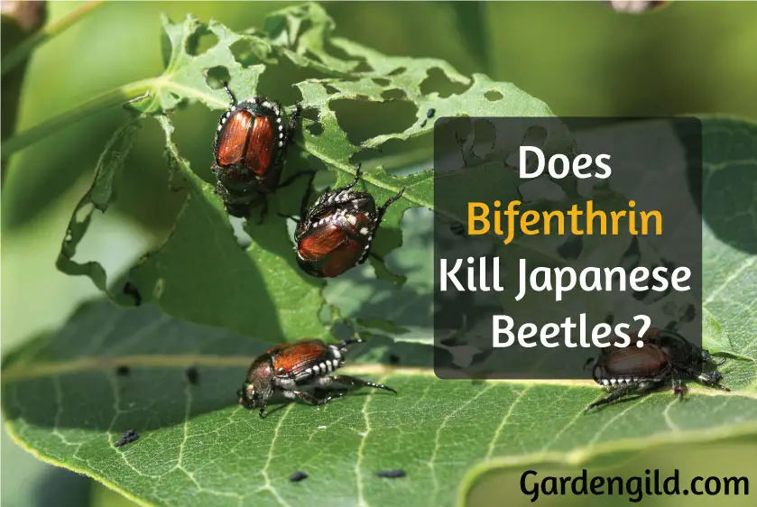 Does-Bifenthrin-Kill-Japanese-Beetles