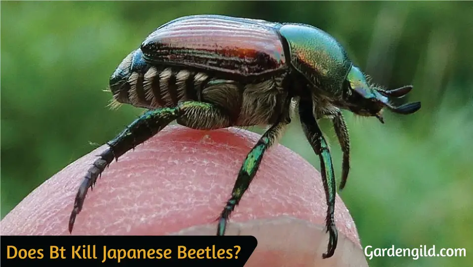 Does-Bt-Kill-Japanese-Beetles
