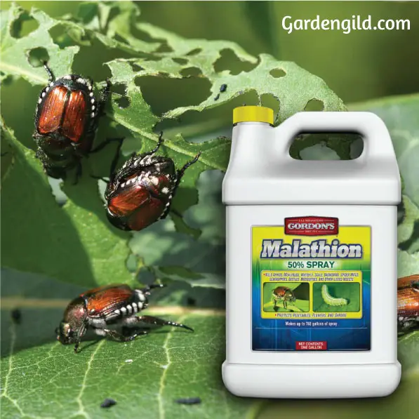 Does-Malathion-Kill-Japanese-Beetles