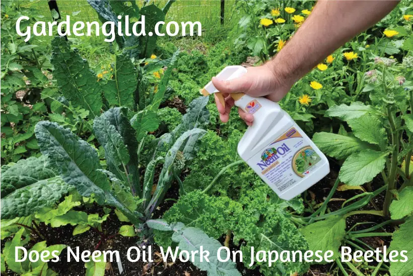 Does-Neem-Oil-Work-On-Japanese-Beetles