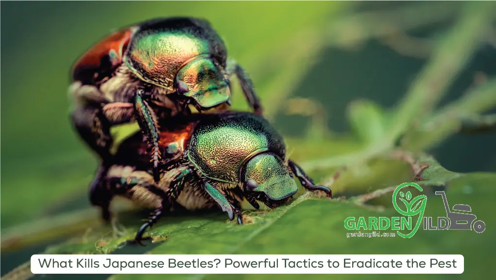 What-Kills-Japanese-Beetles