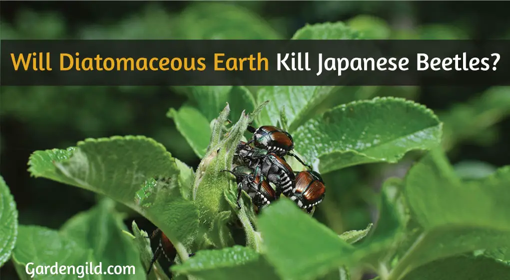 Will-Diatomaceous-Earth-Kill-Japanese-Beetles