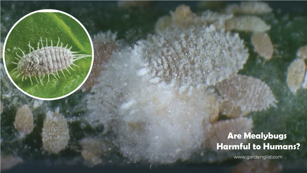 Are-Mealybugs-harmful-to-humans